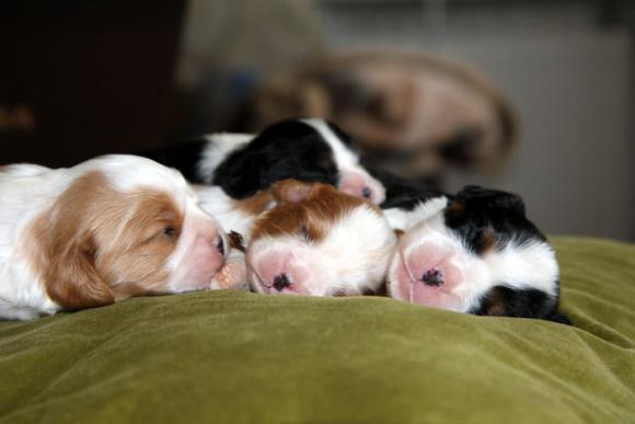 cavalier puppies